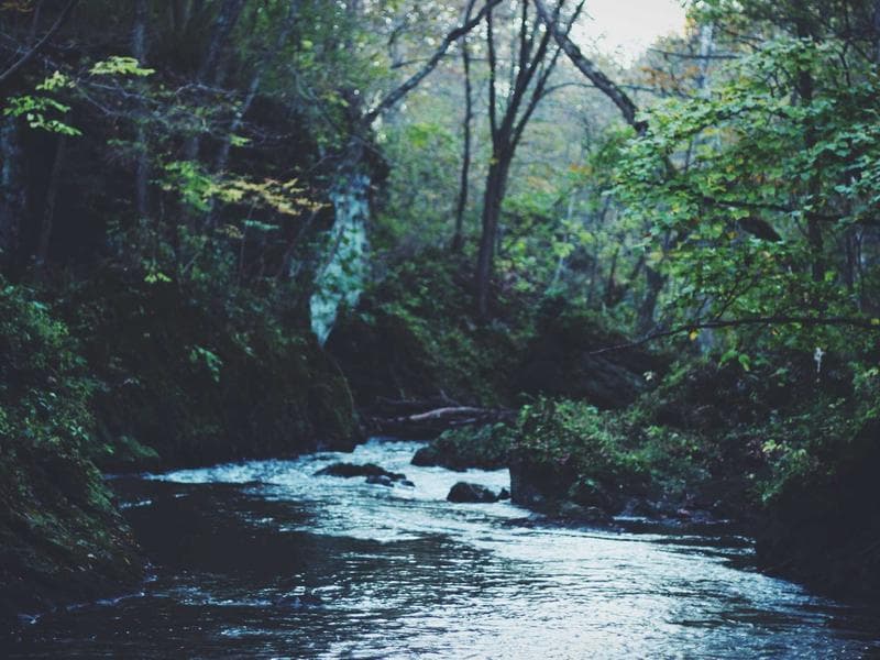 Export Regulations for Medical Cannabis in Southeast Asia