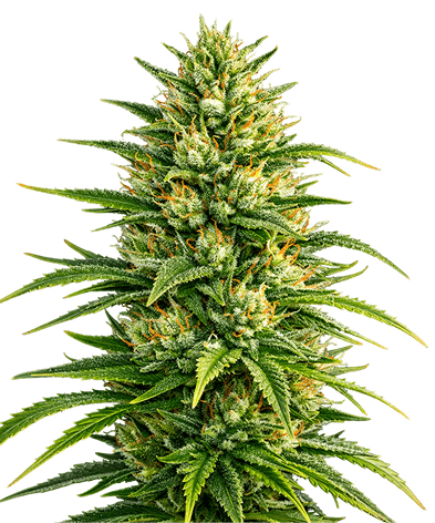 About Us Subject Mobile